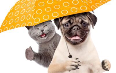It’s “Raining Cats and Dogs” – Say What?!