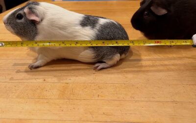 Measuring Pets