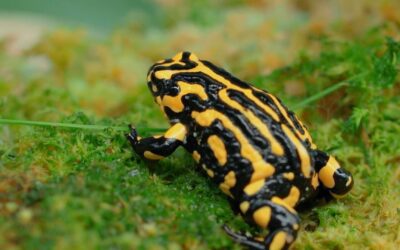Corroboree Frog