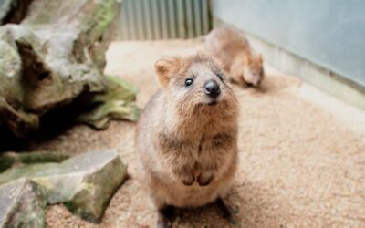 Wild Wonder: Are Quokkas Macropods?