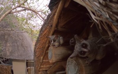 Bush Baby Tenants