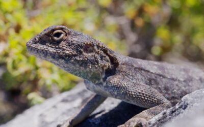 Komodo Dragon and Blue Tongued Skink