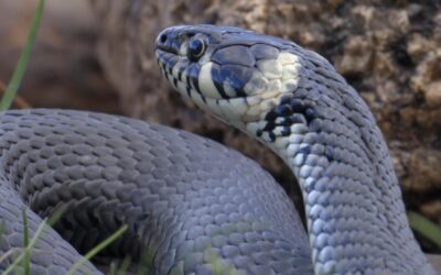 Mexican Burrowing Snake