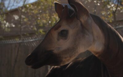 Okapi