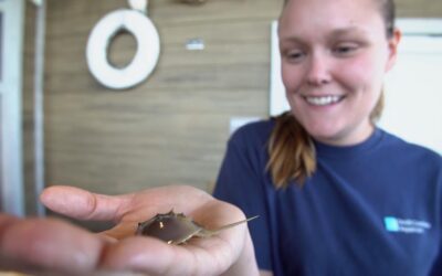 Horseshoe Crab