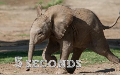 Zoolusions: Guess the Animal