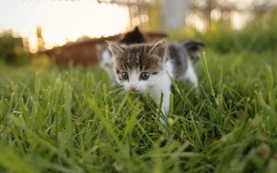 Kittens
