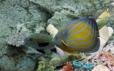 Coral Reef Fish